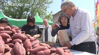 サツマイモの山に笑顔 行方でグルメフェス