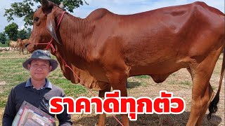 สวยยกชุด!! วัวท้องวัวแม่ลูกมาใหม่สดๆร้อนๆ จากนายนุฟาร์ม |7 ก.ค.65 | เปิดราคาเบาๆน่าต่อรองเอาไปเลี้ยง