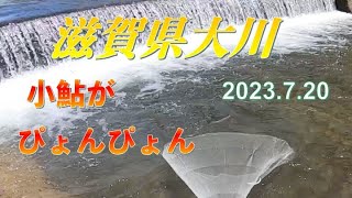 2023.7.20滋賀県大川で小鮎捕り