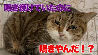 鳴き叫んでいた保護猫が鳴かなくなってきた⁉︎【Rescued cat】