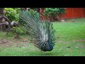 the epic slow motion the peacock spreads its tail feathers