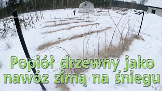 Popiół drzewny na śniegu - nawożenie zimą - Ogrodowe pierdamony 130