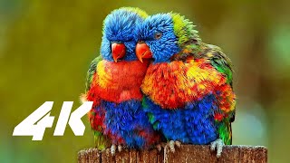 4K VIDEO ultrahd hdr VIDEOS  nature relaxation movie