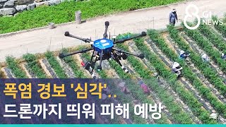 [G1뉴스]폭염 경보 '심각'..드론까지 띄워 피해 예방