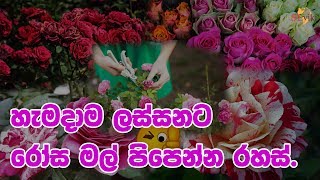 හැමදාම ලස්සනට රෝස මල් පිපෙන්න රහස්. | Secret to successfully grow rose flowers!