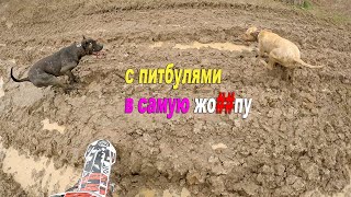 Покатушки в лес с Питбулями / Это было что-то... Питбули Поросята все в грязи...