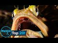 Top 20 Most Terrifying Real-Life Fish Ever