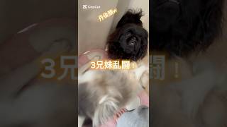 朝の乱闘🐶 #狆 #ペキニーズ #japanesechin #pekingese #多頭飼い #鼻ぺちゃ #ブサカワ #おすすめにのりたい