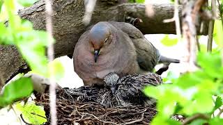 Birdsday Thursday: The Mourning Dove