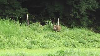 石川県、県道50号でイノシシと遭遇