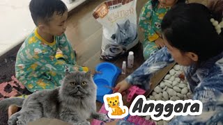 BELI KUCING ANGGORA DAN PERLENGKAPAN KUCING DI PETSHOP 🤗🤗