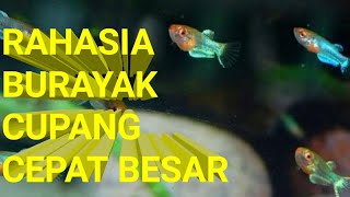 RAHASIA BURAYAK CUPANG CEPAT BESAR !!!