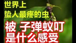 被子弹蚁叮是什么感受？【萝王瞎扯淡第二期】