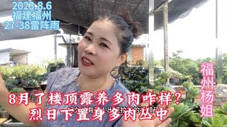 福州杨姐：8月了楼顶露养多肉咋样了？烈日下杨姐置身多肉丛中！｜养多肉