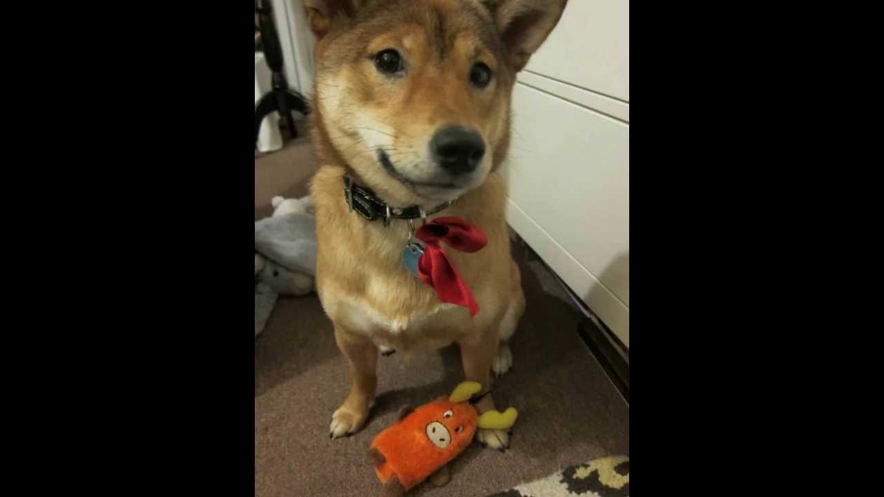 Squeaky Toy Sound Loud 3 Youtube