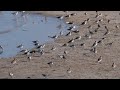 三趾濱鷸跳躍 sanderling hopping 金門 20190828