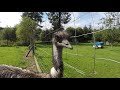 emus in wales uk