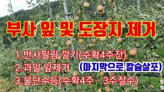 겨울사과 잎및 도장지 제거로 맛있는 과일(착색)만들기