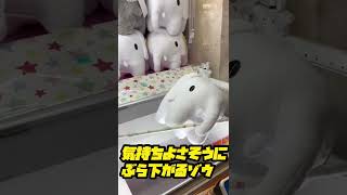 気持ちよくぶら下がるゾウ(童謡っぽくね？)【クレーンゲーム】ゲームセンター