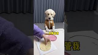 Dogs are abnormal, there must be something wrong. Fantastic animals on TikTok. Cute pets debut p