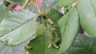 【虫注意】チュウレンジバチの幼虫、大量発生