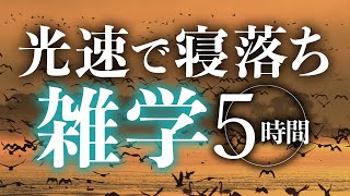 【睡眠導入】光速で寝落ち雑学5時間【合成音声】