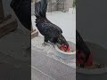 feeding bantam rooster | 5 months old | not for fighting #viral #rooster #youtubeshorts