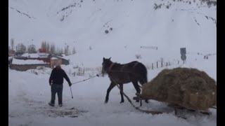 Her şey hayvanları için: Besiciler her gün 300 metre kızakla ot çekiyorlar