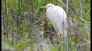 翼の折れたシラサギ 続報　　ダイサギ　Great Egret