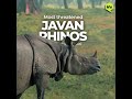 Let's collaborate to save the most threatened Javan Rhinoceros| Join WeNaturalists