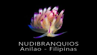 NUDIBRANQUIOS Anilao - Filipinas