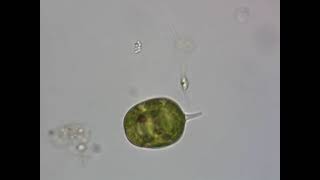 LEPOCINCLIS ovum