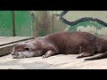 智光山こども動物園のカワウソしずくちゃん 50