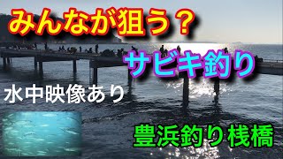 豊浜釣り桟橋 みんなが狙う？サビキ釣り 水中映像あり