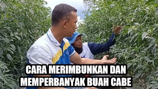 DARI POLA TANAM BIASA, AKHIRNYA CABE BISA RIMBUN DAN BERBUAH LEBAT