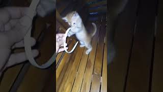 എന്നെ കൊന്നാലും ഞാൻ ഇത് തരൂല🐱🥰#short#cat funny#utube