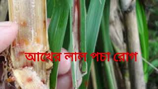 আখের লাল পচা রোগ