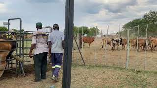 Faculty of Veterinary Science and RMIS join hands to uplift communal and emerging farmers