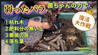 【菌ちゃんの力で】弱ったバラ復活大作戦