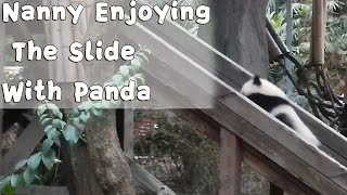 Nanny Enjoying The Slide With Panda | iPanda