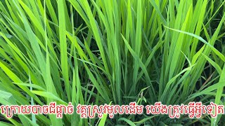 វគ្គស្រូវមូលដើម ដង្ហើម ដល់ចេញស្រុះ យើងត្រូវធ្វើអ្វីទៀត?