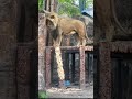 オリト、櫓から落ちかける！！ shorts 旭山動物園 動物 ライオン