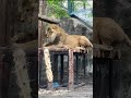 オリト、櫓から落ちかける！！ shorts 旭山動物園 動物 ライオン