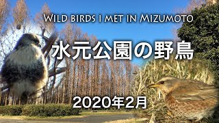 野鳥撮影・ 野鳥観察・水元公園で出会った野鳥・フィールドノート・2月 /4K