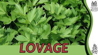 LOVAGE Information, Description \u0026 More! (Levisticum officinale)