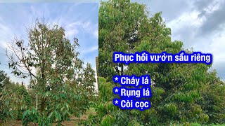 Quy trình trước và sau khi phục hồi vườn sầu riêng còi cọc, cháy lá, rụng lá ở Đắk Nông.