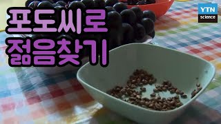 피부의 건강과 노화 예방에 효과적인 포도 씨앗 / YTN 사이언스