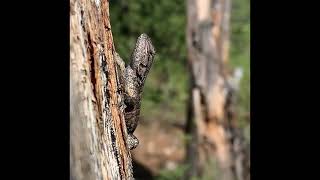 Plumas Eureka State Park - Madora Lake Trail