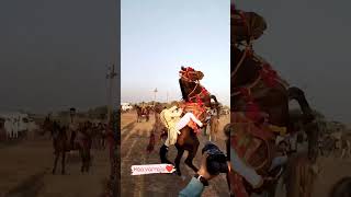 Varraja ni moj ( wha ashvar ) Kathiyawadi horse