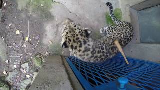 Borris, the Oregon Zoo's Amur leopard, gets a back scratch